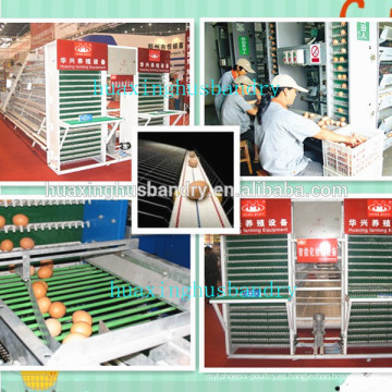 Sistema automático de la colección del huevo de China para la venta
